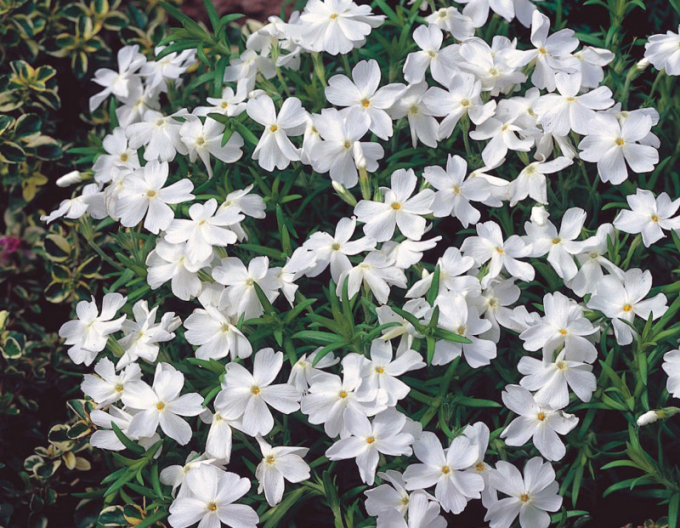 Plamenka  ’White Delight’