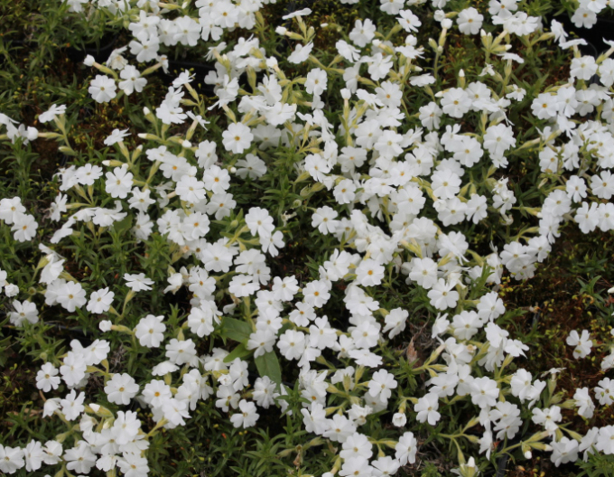 Plamenka  ’White Delight’