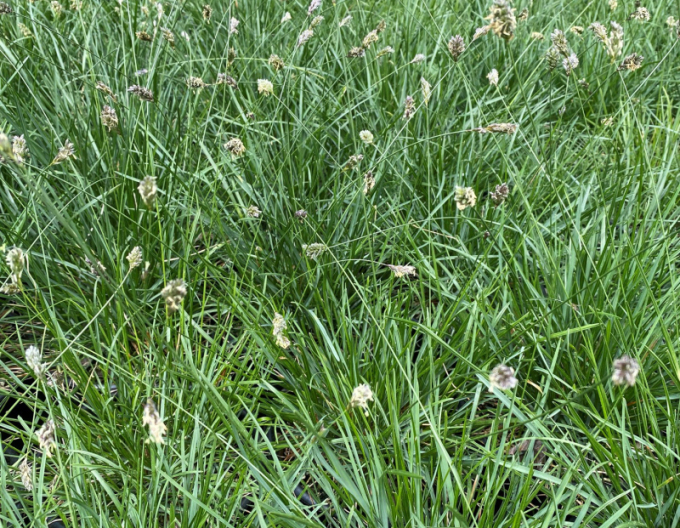 Pěchava vápnomilná 9x9