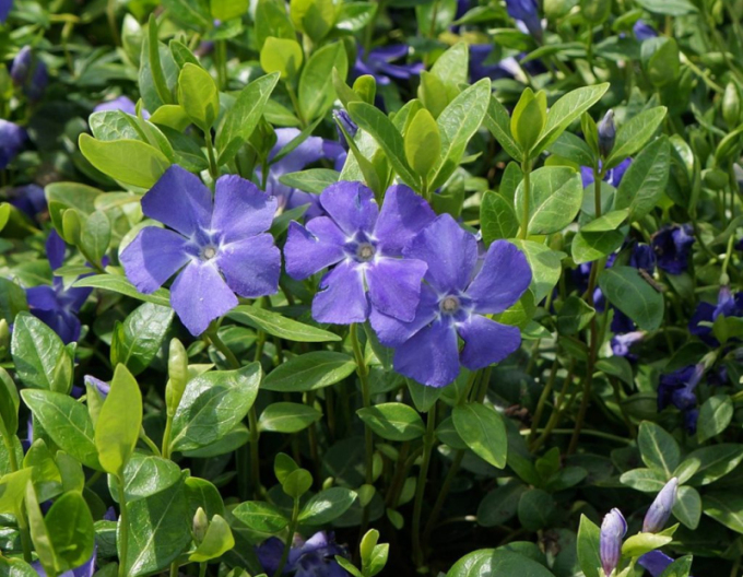 Barvínek menší La Grave