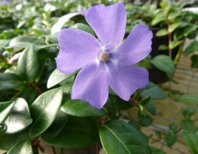 Barvínek menší La Grave