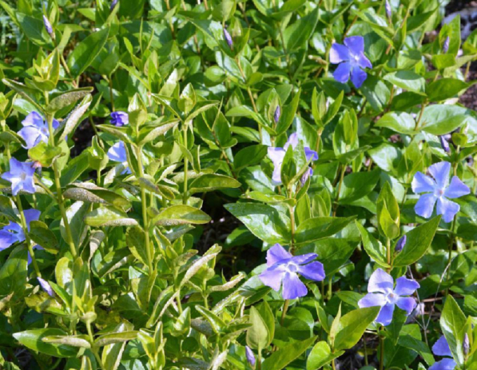 Barvínek menší La Grave