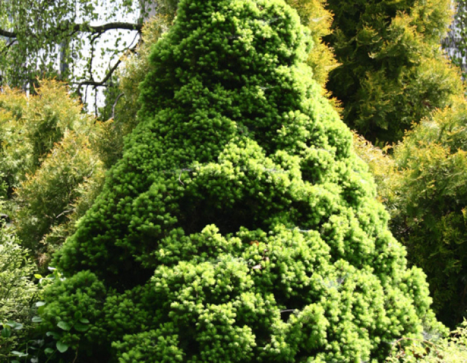 Smrk bílý ´Conica´