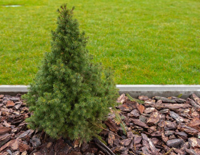 Smrk bílý ´Conica´