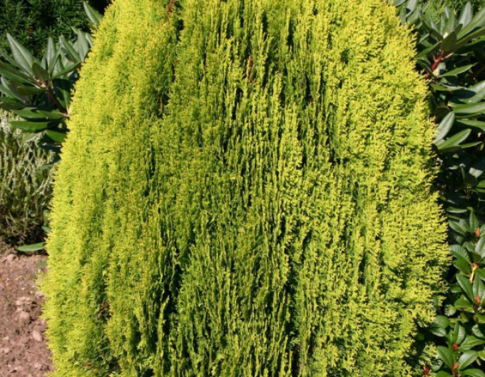 Zerav, túje východní  Aurea Nana