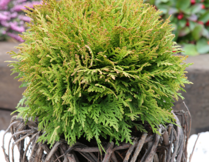 Zerav, túje západní ’Mirjam’