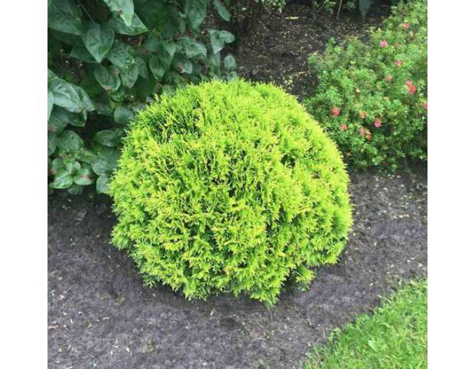 Zerav, túje západní ’Mirjam’