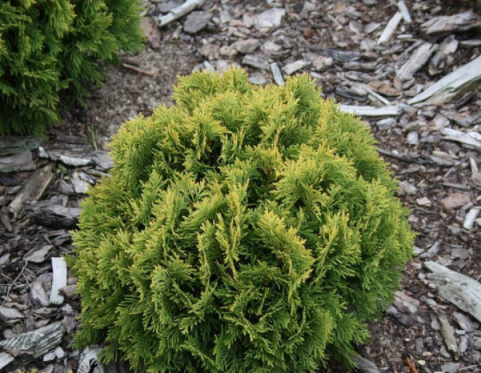 Zerav, túje západní ’Mirjam’