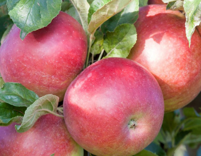 Sloupovitá jabloň ´Cumulus´ zimní, podn. MM106, kont. 2l