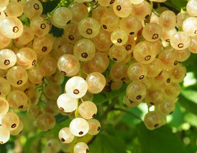 Rybíz bílý  Biely Versaillský STROMKOVÁ, kont. 2l