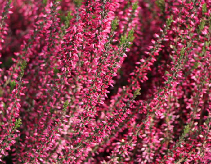 Vřes obecný Aphrodite