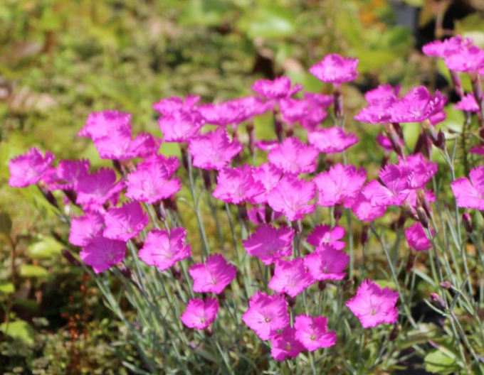 Hřebíček ´Amarant´