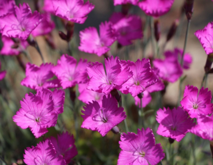 Hřebíček ´Amarant´