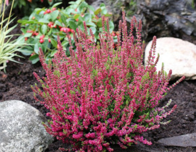 Vřes obecný  Dark Beauty