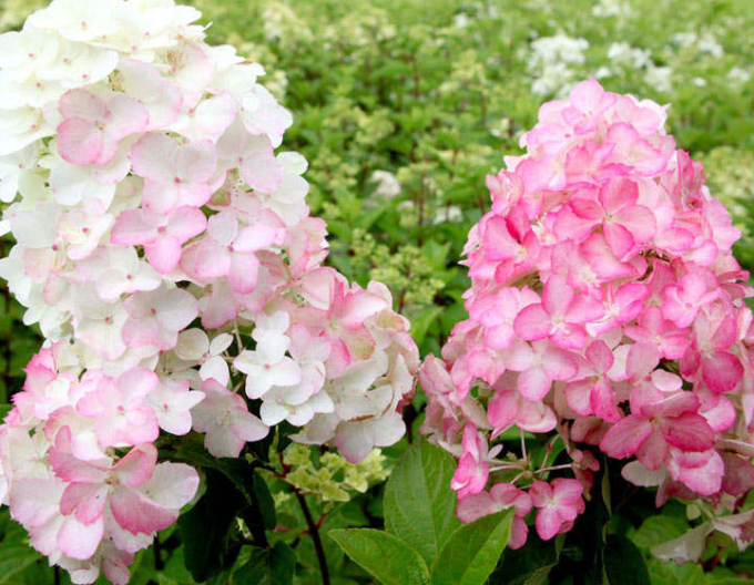 Hortenzie Fraise Melba na kmínku