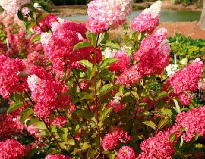 Hortenzie Fraise Melba na kmínku