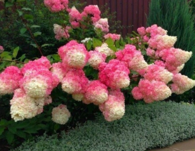 Hortenzie Fraise Melba na kmínku