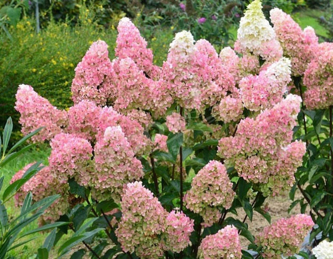 Hortenzie Fraise Melba na kmínku