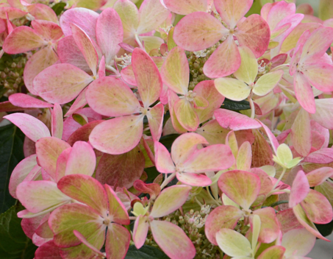 Hortenzie latnatá Pastelgreen