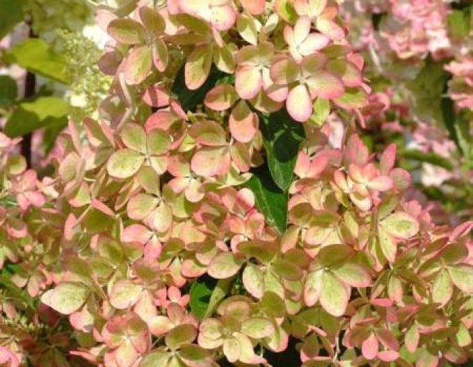 Hortenzie latnatá Pastelgreen