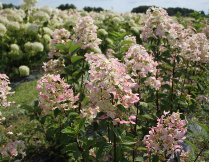 Hortenzie latnatá Pastelgreen