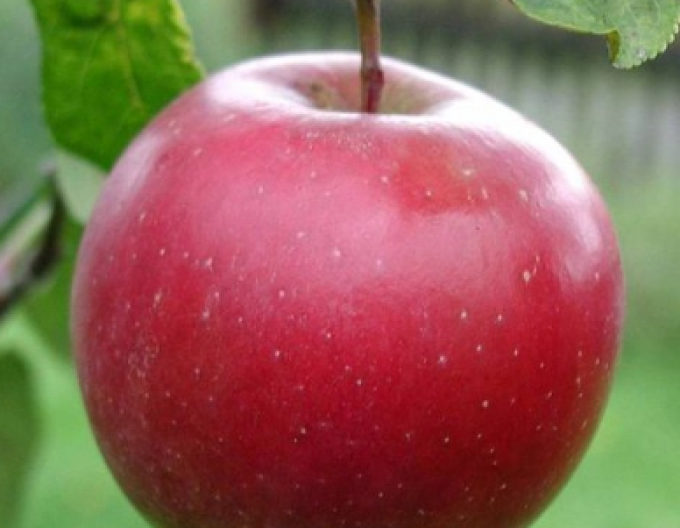 Jabloň Breaburn zimní, podn. M9, prostok.