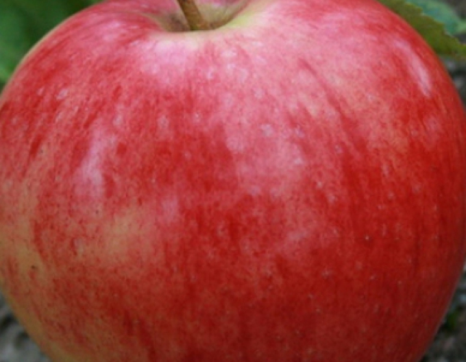 Jabloň Discovery letní, podn. A2, prostok.