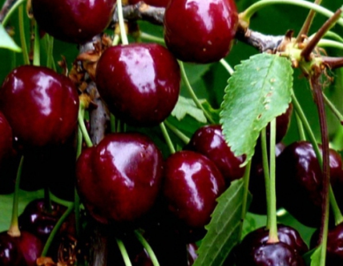 Třešeň ´Burlat´ raná, podn. Gisela5 , prostok.