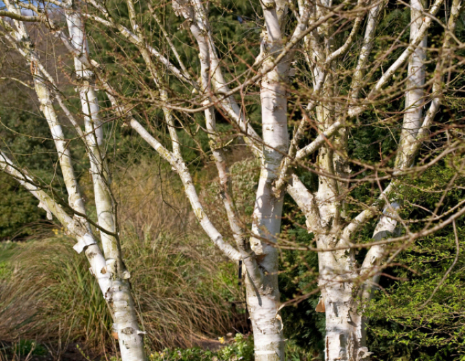 Himálajská bříza ´JACQUEMONTII´ víckmen  175/200cm