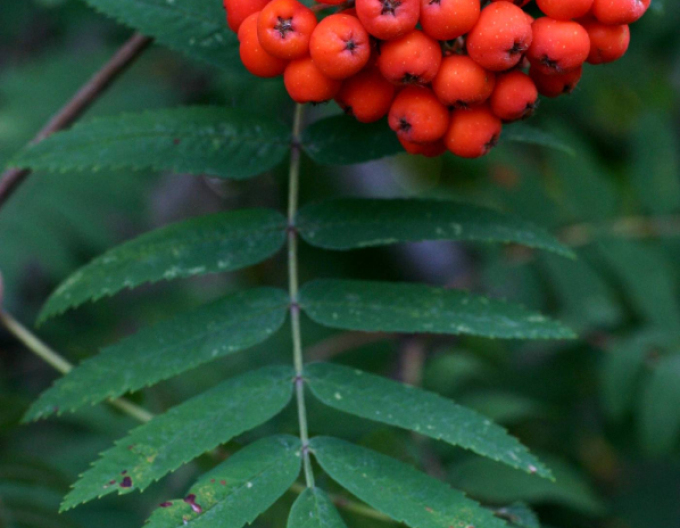 Jeřáb ptačí, jeřabina ’Moravský sladkoplodý’, Stromková, prostok.