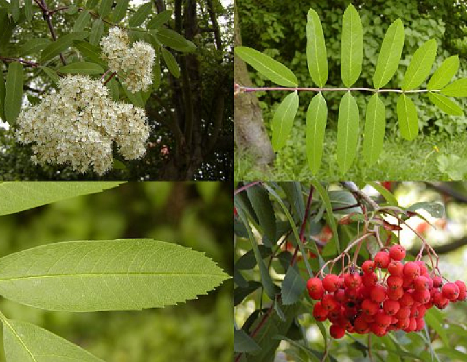 Jeřáb ptačí, jeřabina ’Moravský sladkoplodý’, Stromková, prostok.