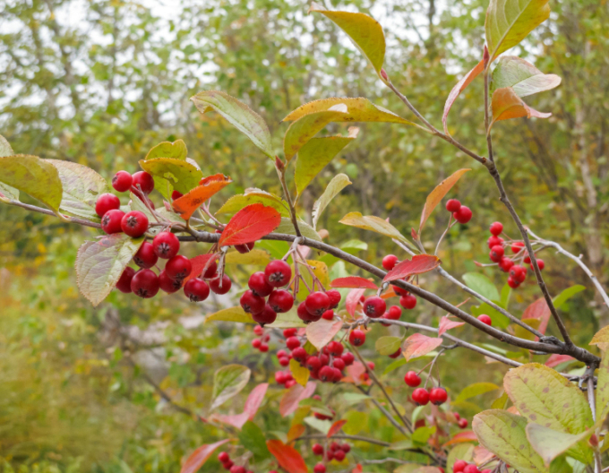 Jeřáb ptačí, jeřabina ’Moravský sladkoplodý’, Stromková, prostok.