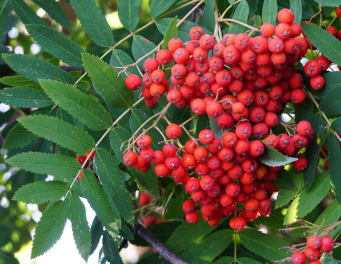 Jeřáb ptačí, jeřabina ’Moravský sladkoplodý’, Stromková, prostok.