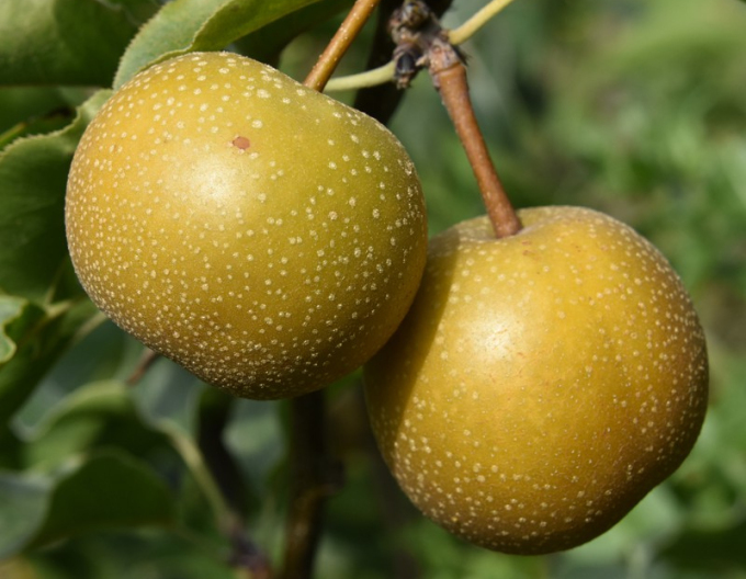 Asijská letní hruška Hosui, podn. Hruška planá, prostok.