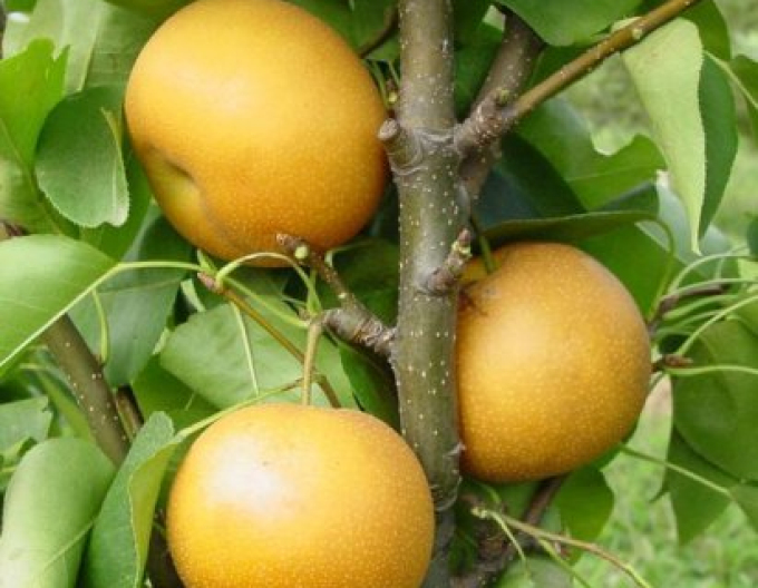 Asijská letní hruška Hosui, podn. Hruška planá, prostok.