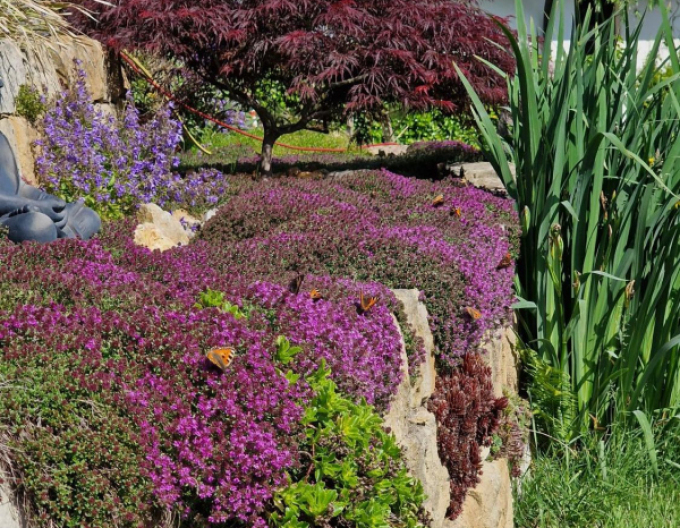 Mateřídouška časná ’Red Carpet’