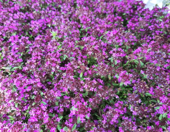 Mateřídouška časná ’Red Carpet’