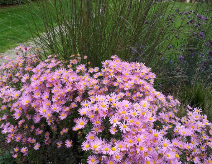 Listopadka Clara Curtis