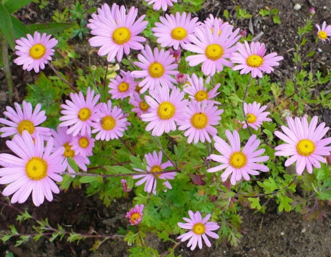 Listopadka Clara Curtis