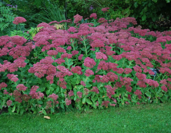 Rozchodník Brilliant