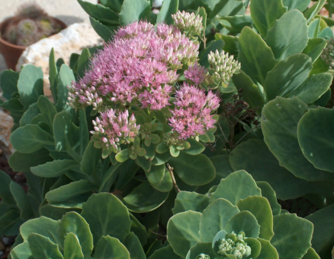 Rozchodník Brilliant