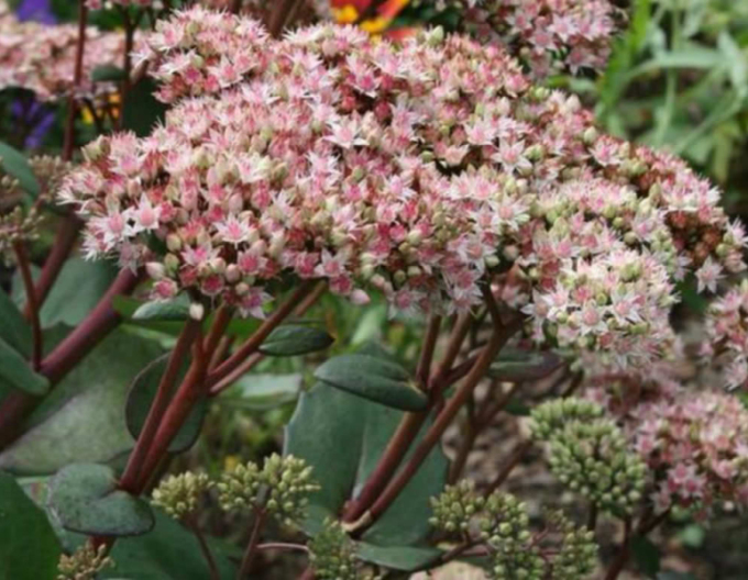 Rozchodník Matrona 1l