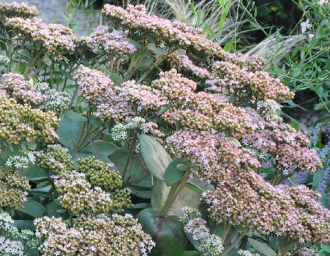 Rozchodník Matrona 1l