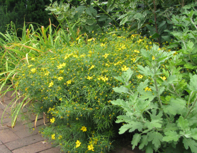 Krásnoočko přeslenité ’Zagreb’