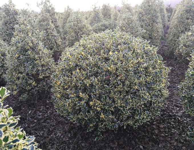 Cesmína obecná Variegatum Ball