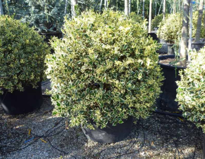 Cesmína obecná Variegatum Ball