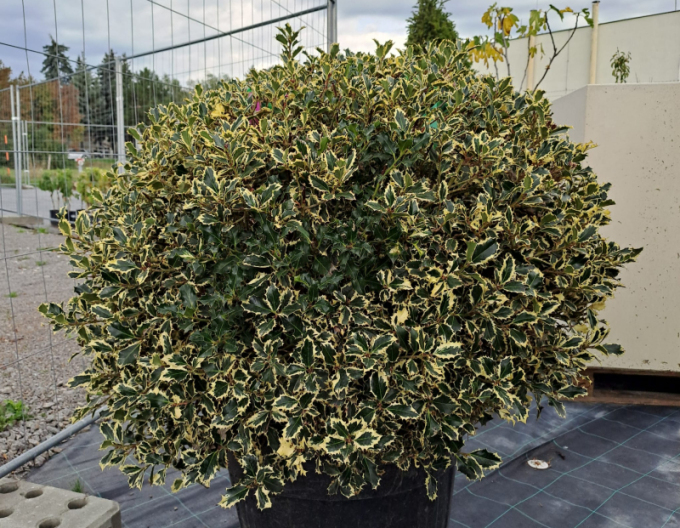 Cesmína obecná Variegatum Ball