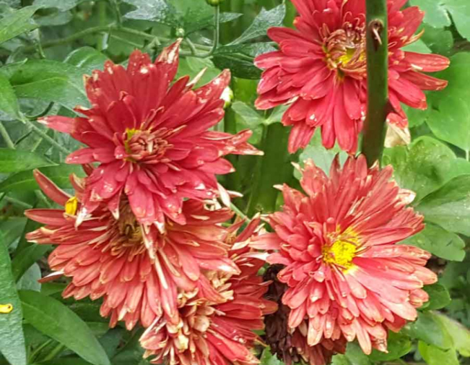 Listopadka Red Velvet