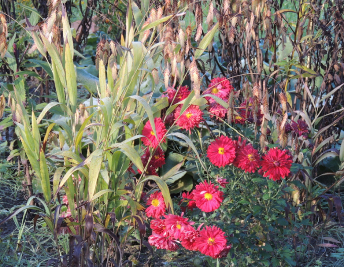 Listopadka Red Velvet