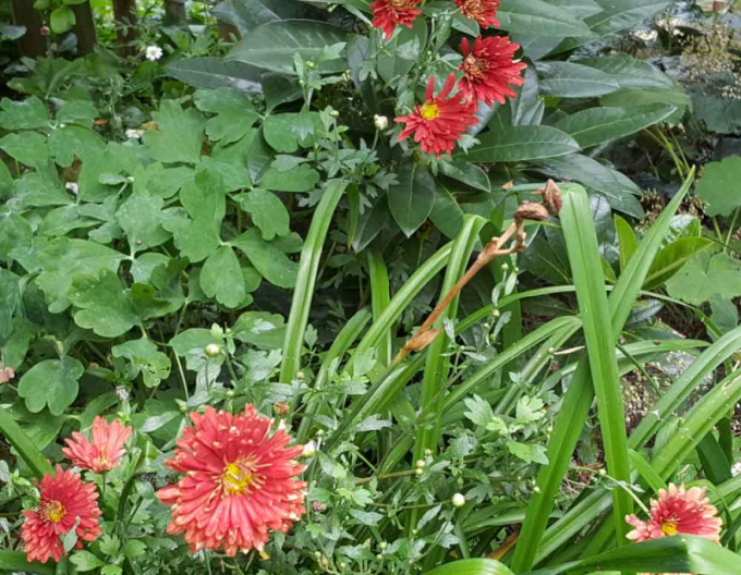 Listopadka Red Velvet